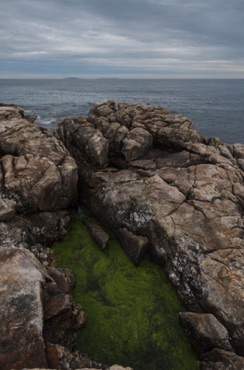 Rockpool at Seawall