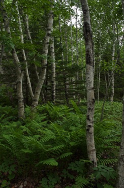 Birches and Ferns