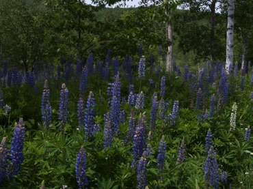 Lupins