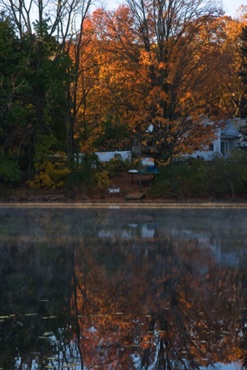 Maple Reflection