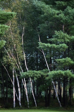 White Birches