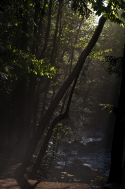 Mist on Sabbaday Brook